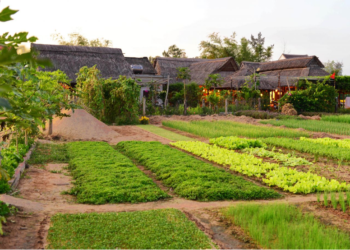 Những vườn rau sạch tại ngôi làng Trà Quế